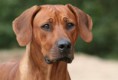 /album/rhodesian-ridgeback/rhodesian-ridgeback-ntombi-02-jpg/